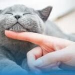 hypoallergenic cats