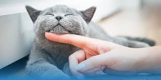 hypoallergenic cats